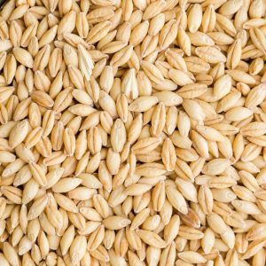 Orzo